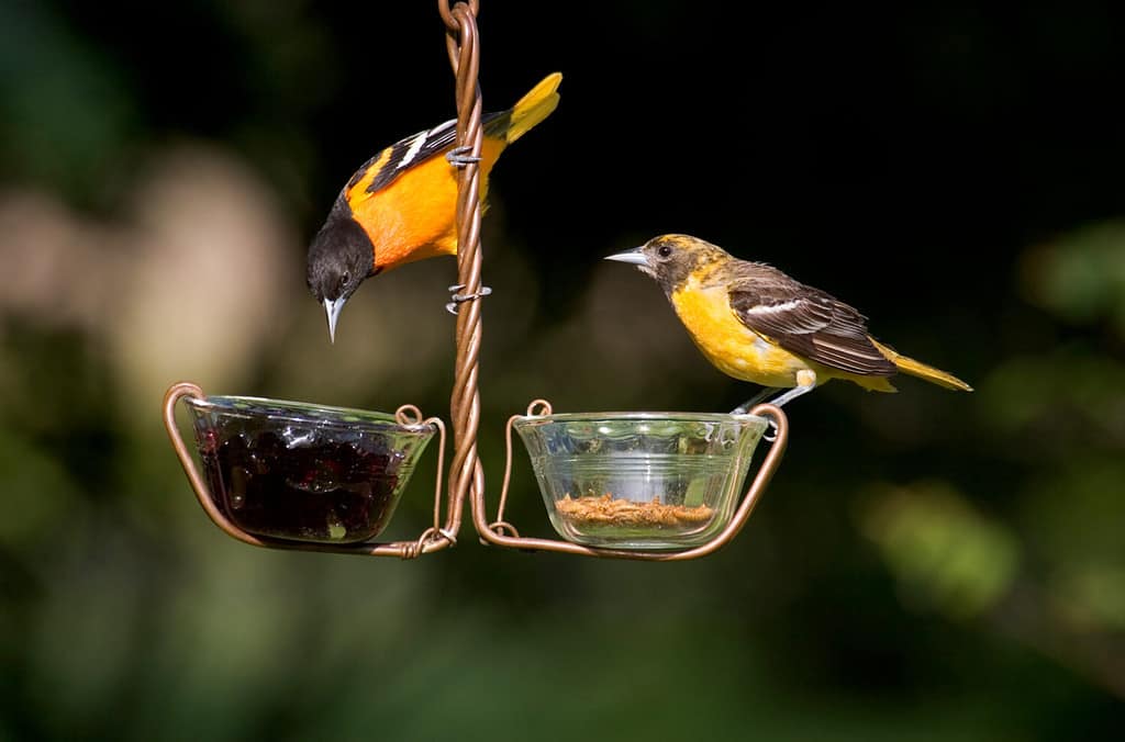 Orioli di Baltimora (Icterus galbula) maschio e femmina su mangiatoia per gelatina d'uva e vermi della farina, Marion, Illinois, USA.