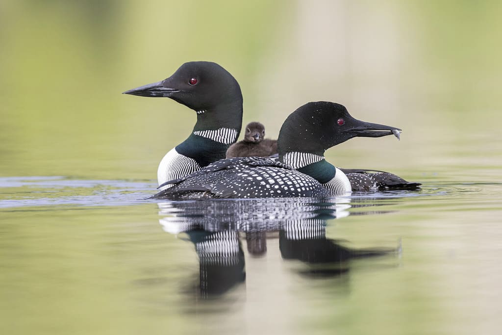 Un pulcino di smergo maggiore (Gavia immer) di una settimana cavalca sulla schiena della madre mentre il padre gli passa accanto - Ontario, Canada