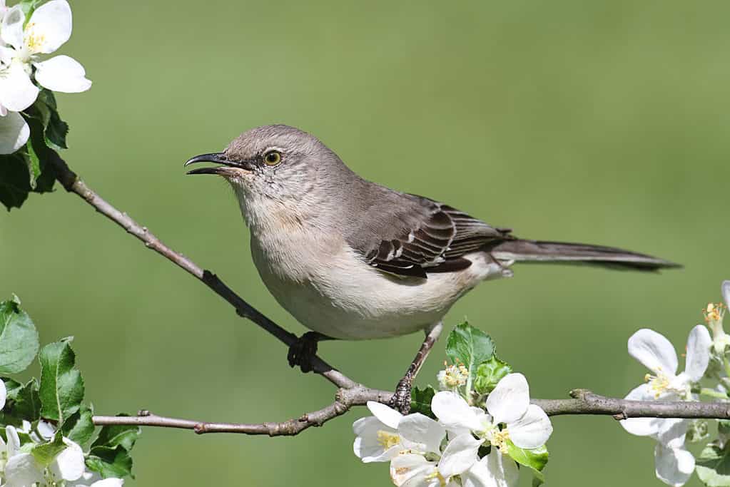 Mimus polyglottos (Torrente beffarda) su un melo con fiori.