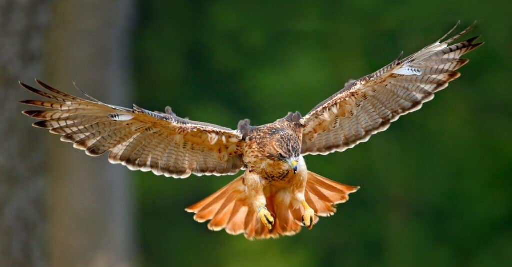 Animali che mutano - Falco dalla coda rossa