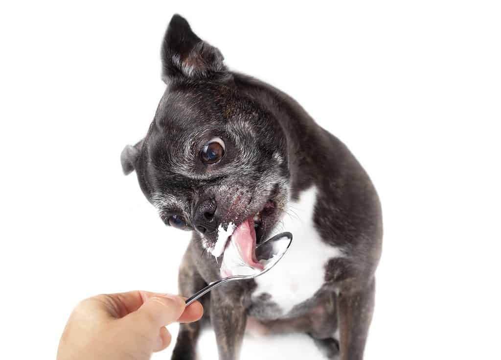 Cane anziano che lecca il cibo per bambini dal cucchiaio