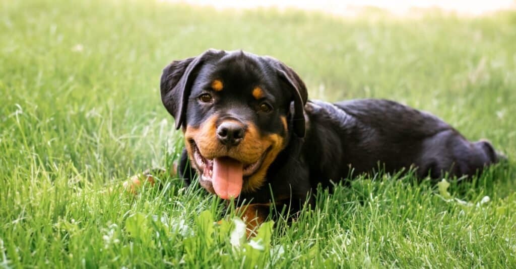 Cucciolo di Rottweiler sdraiato fuori sull'erba