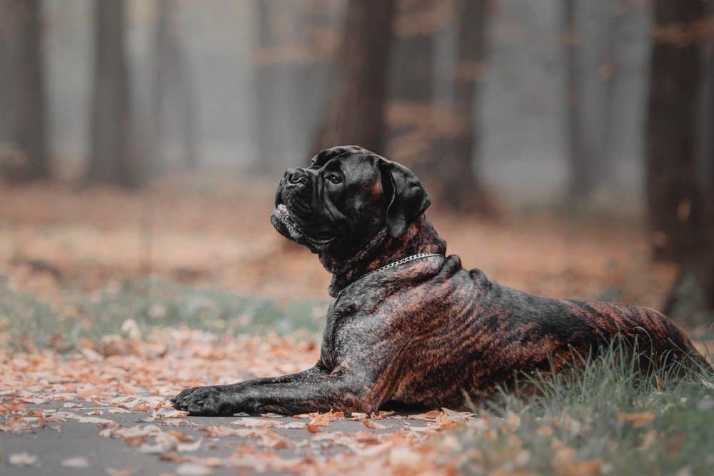 Bullmastiff marrone e nero