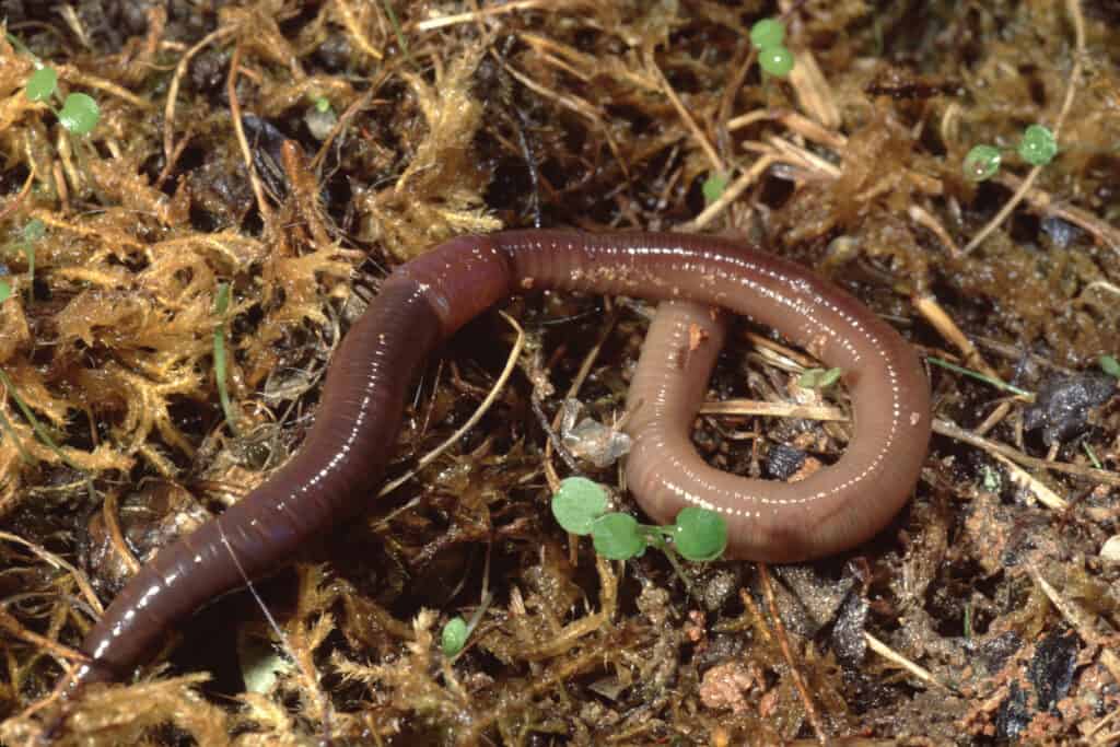 Lombrico comune (Lumbricus Terrestris)