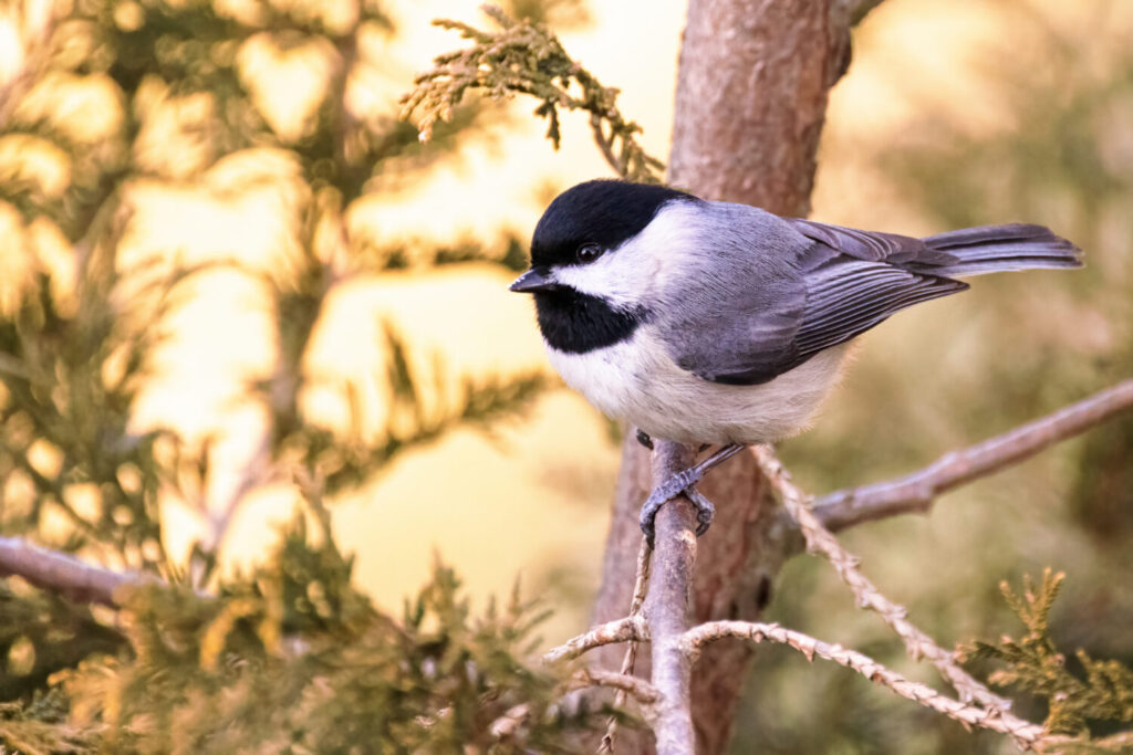 Cincia della Carolina appollaiata su un albero in primavera