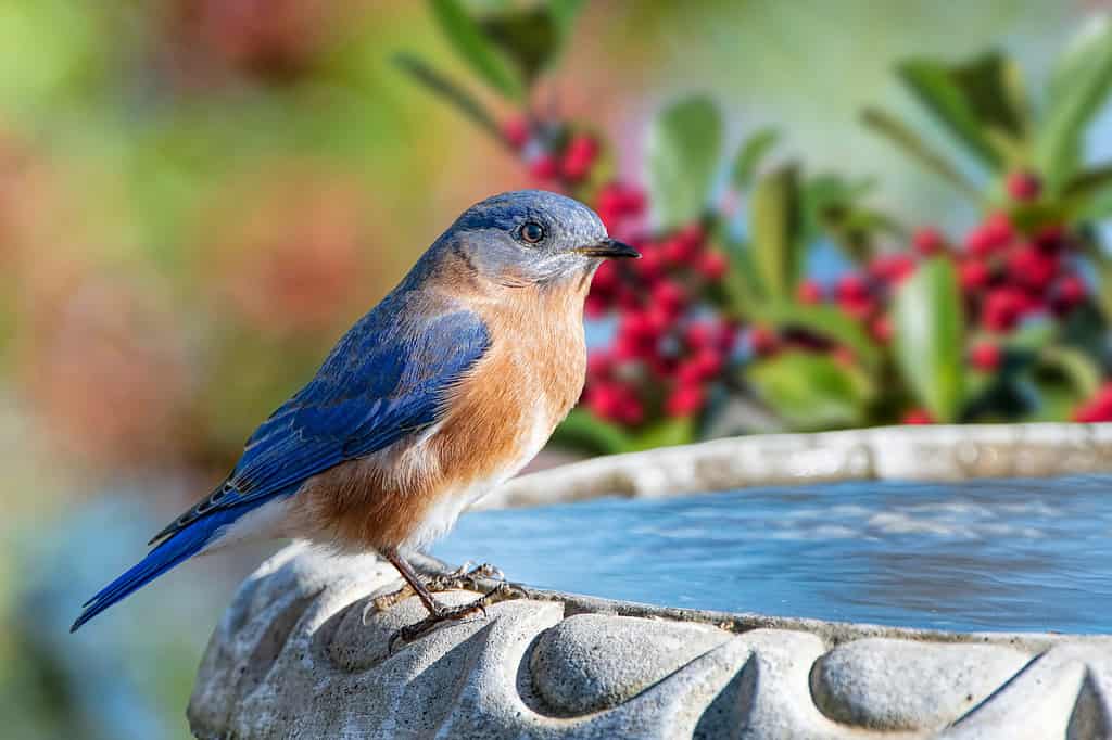 Maschio di pettirosso orientale appollaiato su una vasca per uccelli in Louisiana d'inverno con rami di agrifoglio americano sullo sfondo