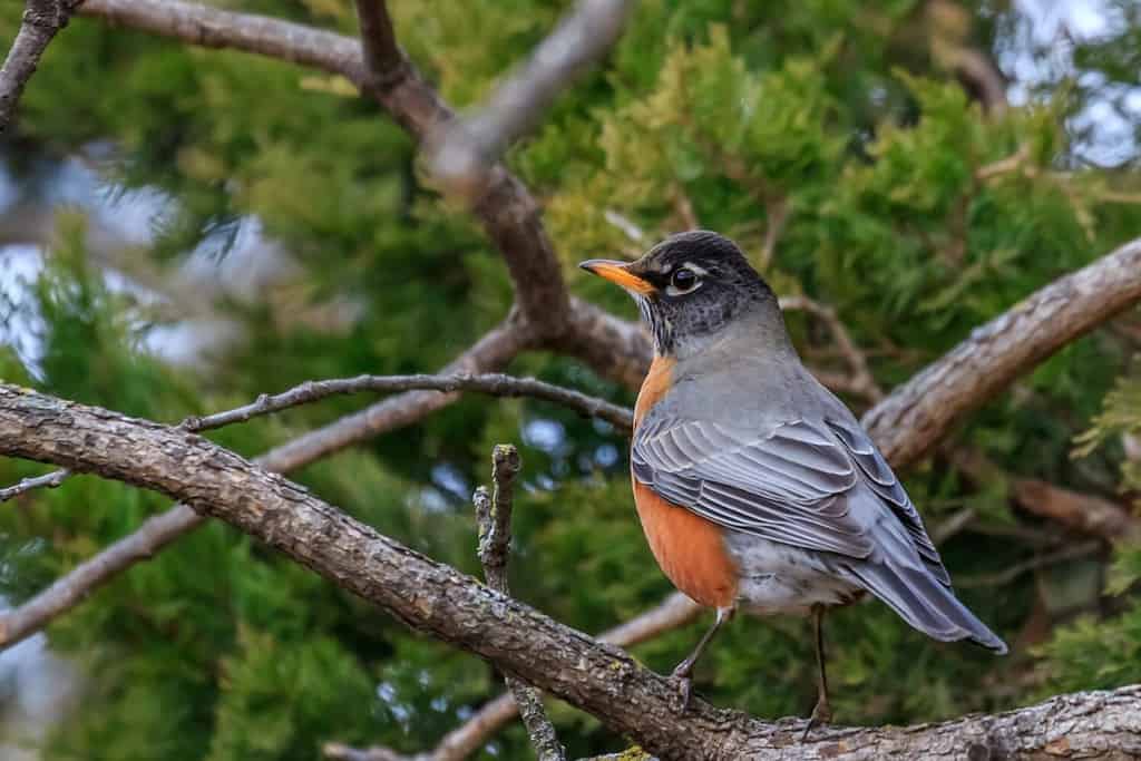 Pettirosso americano appollaiato su un albero