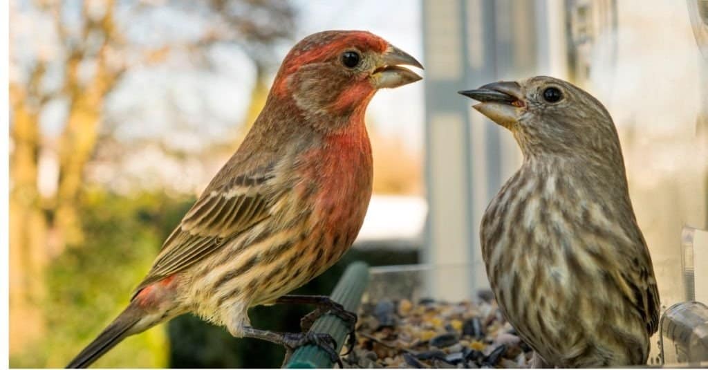 Un fringuello domestico maschio cerca di strappare il cibo dalla bocca di una femmina, due uccelli nella mangiatoia