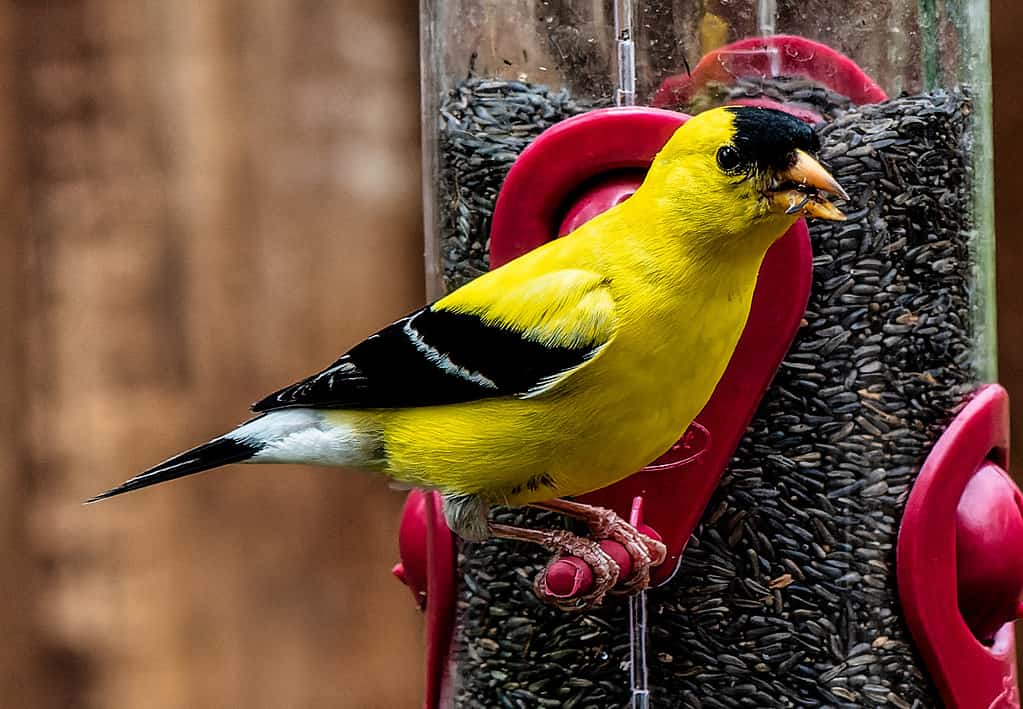 Un cardellino americano alla mangiatoia