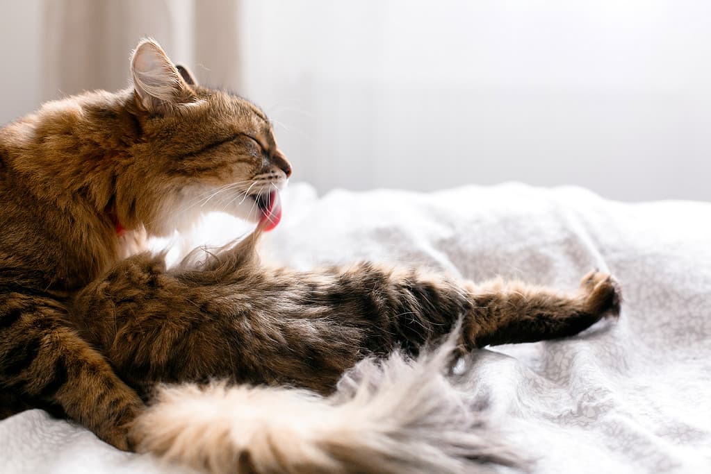 Gatto Maine Coon toelettato e sdraiato su un letto bianco in una stanza luminosa e soleggiata ed elegante. Gatto carino con occhi verdi e con emozioni divertenti e adorabili che lecca e pulisce la pelliccia. Spazio per il testo