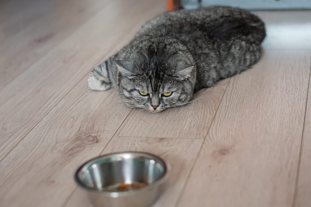 Un grosso gatto pigro britannico ben nutrito giace accanto al cibo. Il gattino è depresso e triste, non vuole mangiare il suo cibo.