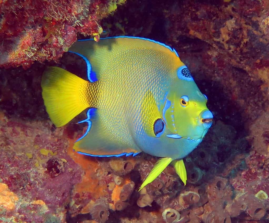 Pesce angelo regina nell'Atlantico occidentale tropicale