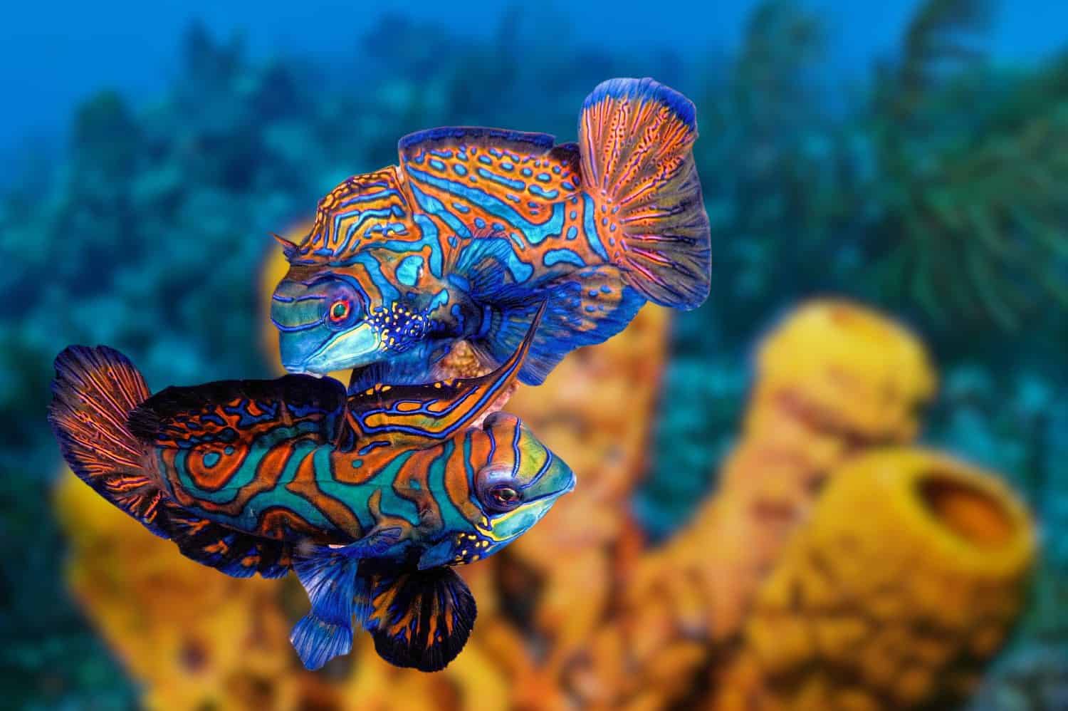 Bellissimo pesce mandarino multicolore, pesce mandarino che combatte, due maschi di pesce mandarino da vicino, pesce mandarino o dragonetto. Dragonetto mandarino colorato che nuota in acqua di mare limpida vicino al pittoresco 