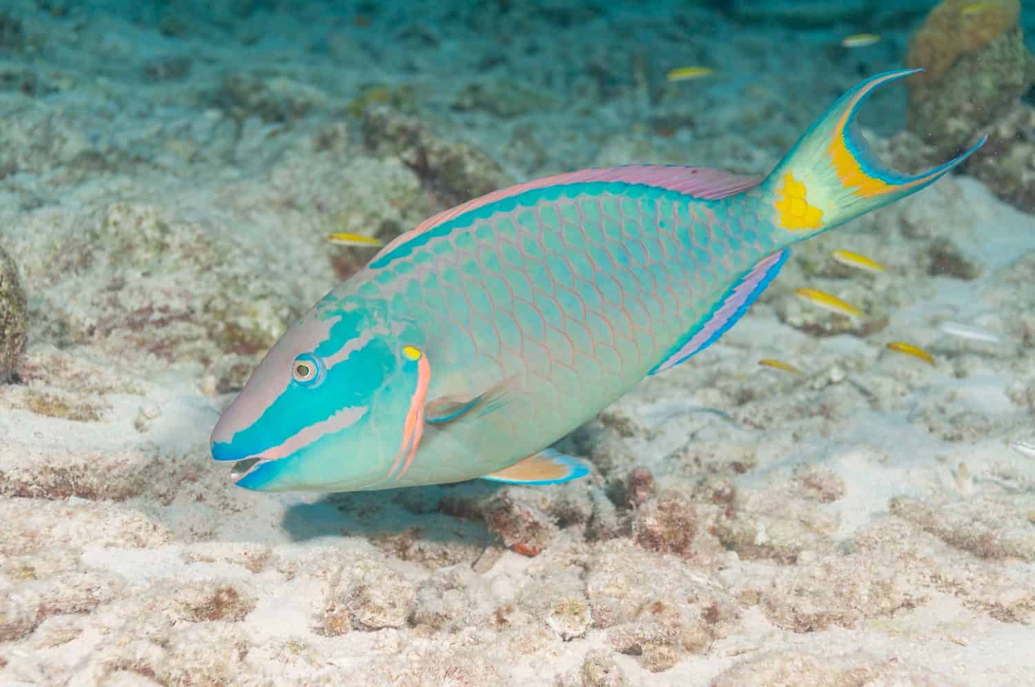 Pesce pappagallo semaforico (Sparisoma viride) Bonaire, Isole Sottovento