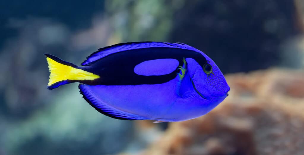 Primo piano di un pesce chirurgo tavolozza