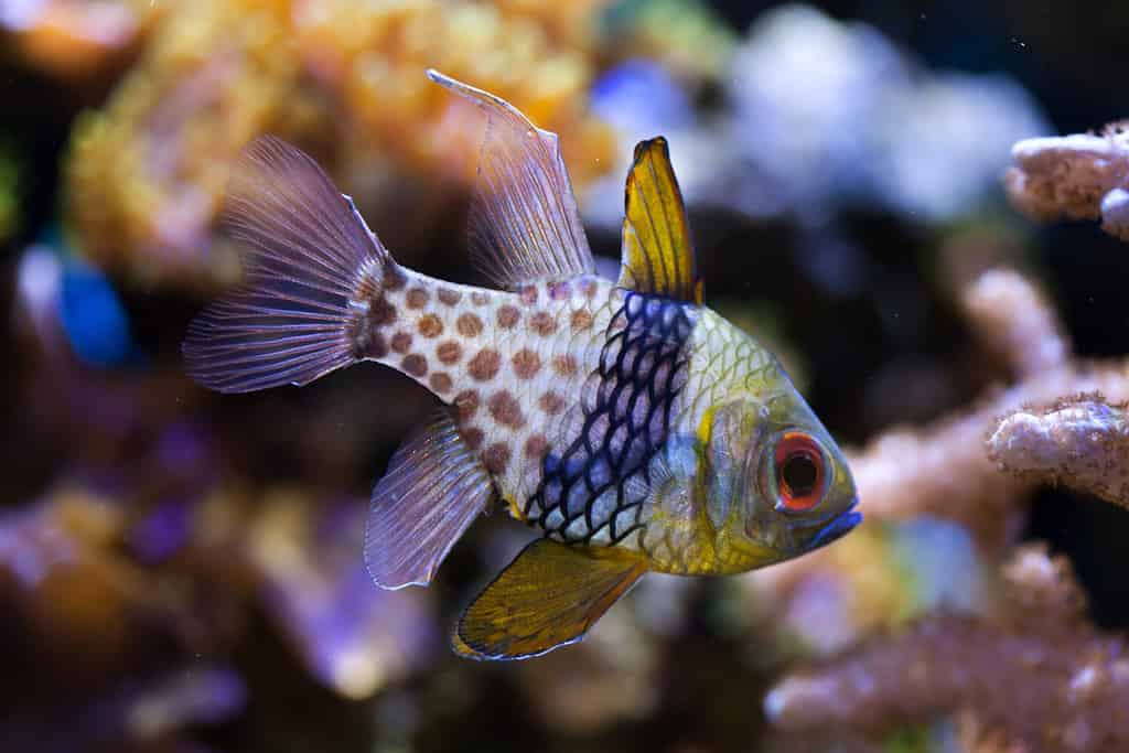 Pesce cardinale pigiama (Sphaeramia nematoptera), noto anche come pesce cardinale maculato. Vita marina.