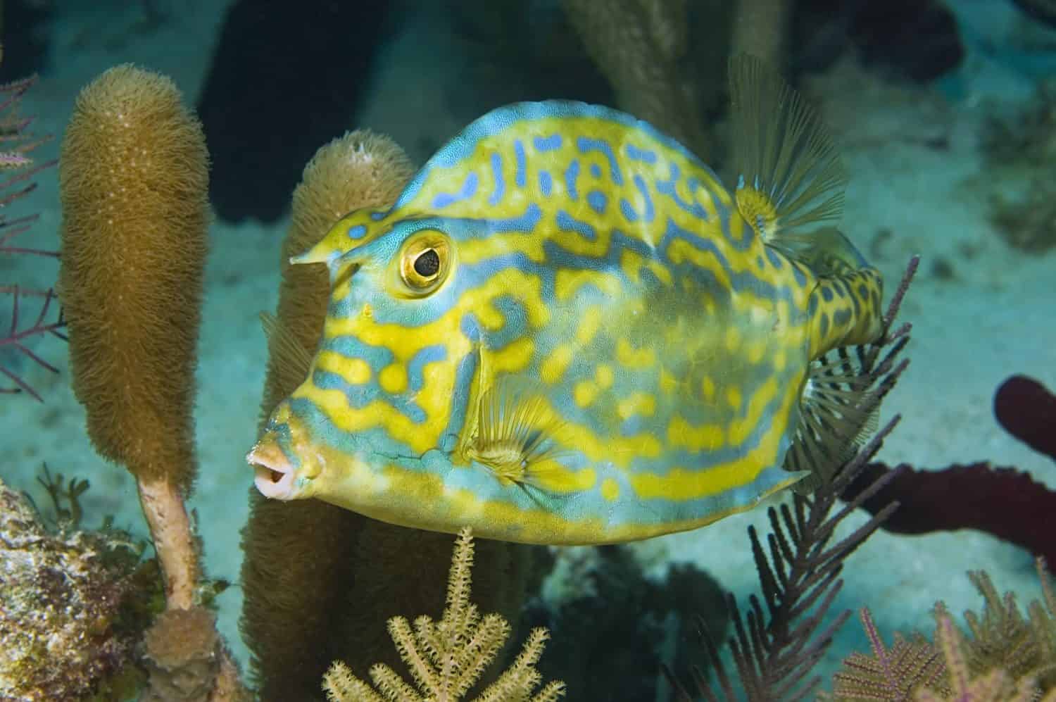 Pesce mucca scarabocchiato