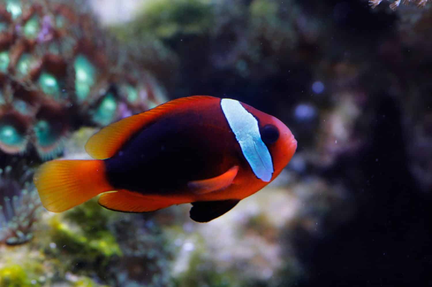 Pesce pagliaccio cannella, Amphiprion melanopus