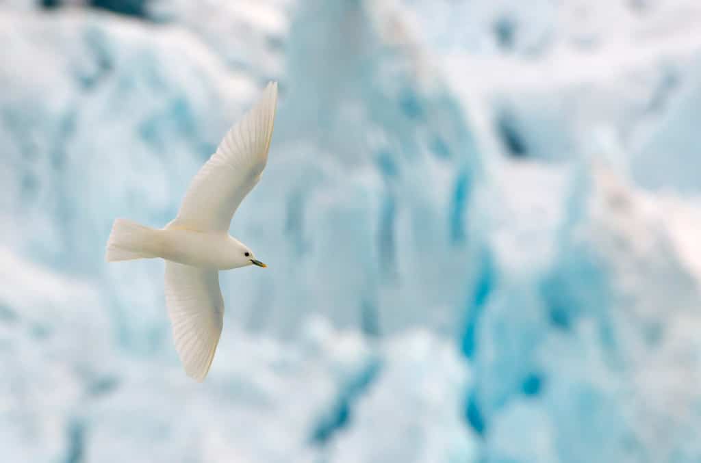 Un gabbiano avorio adulto (Pagophila eburnea) in volo di fronte a un ghiacciaio blu a Spitsbergen, nella Norvegia artica.