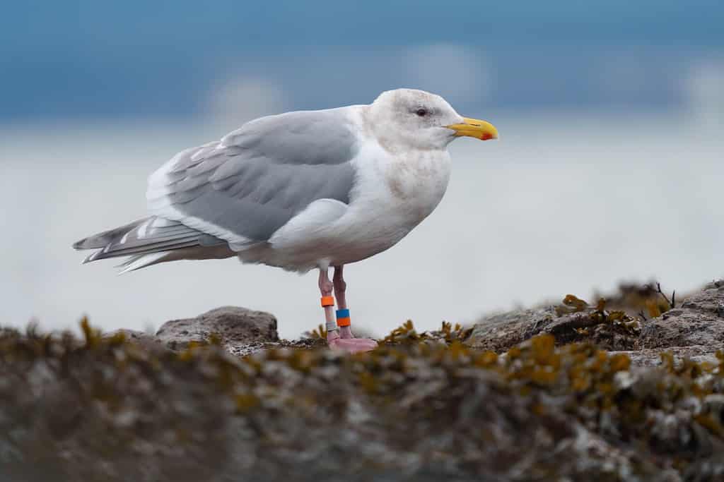 Gabbiano d'Islanda che riposa in riva al mare: è un gabbiano grande e tozzo del Pacifico settentrionale.