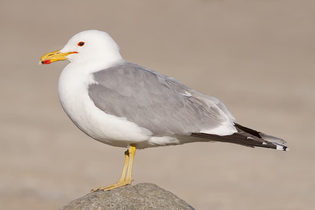 Gabbiano della California