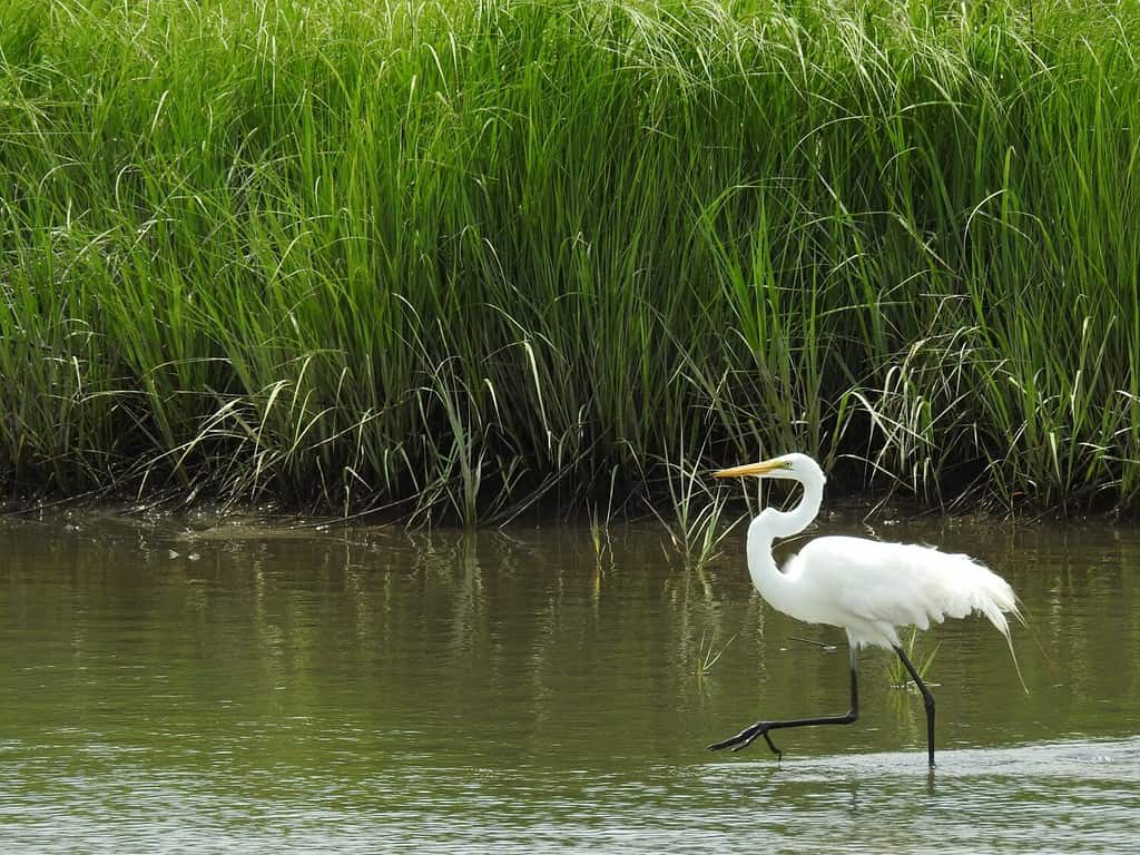 Un airone bianco maggiore che guada le acque poco profonde della zona umida dell'Edwin B. Forsythe National Wildlife Refuge, Galloway, New Jersey.