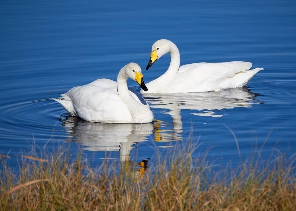 Due cigni selvatici che nuotano nel lago in Finlandia