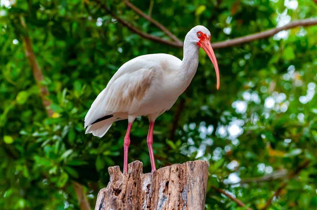 Ibis bianco americano (Eudocimus albus), un uccello con il becco rosso seduto su un albero, Florida