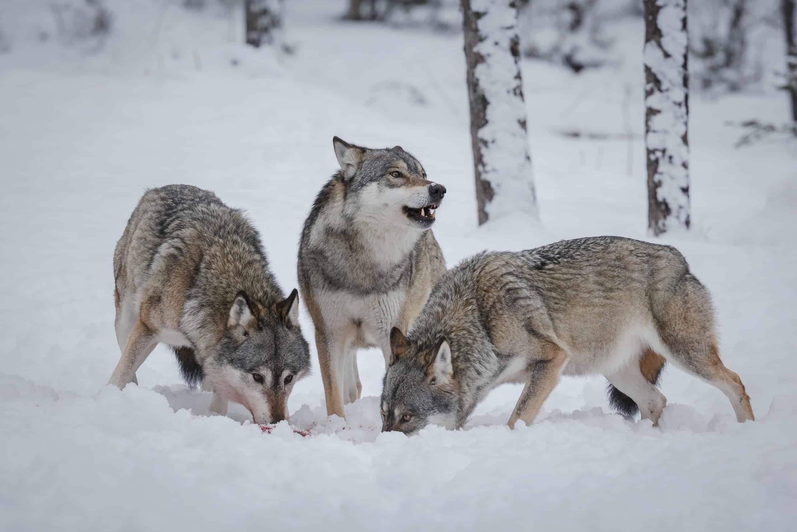 Lupi grigi nella neve