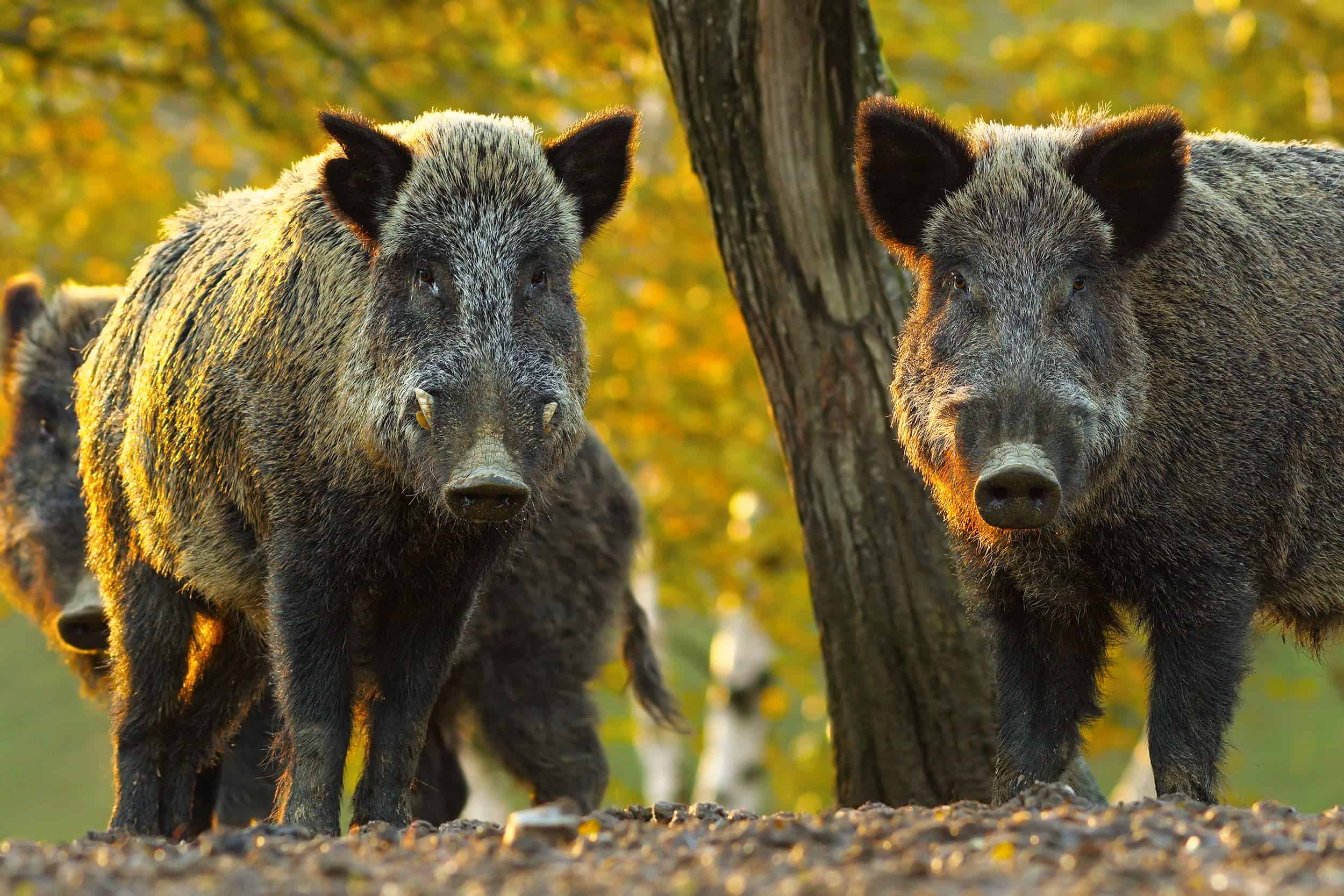 Cinghiali, cinghiali selvatici, Sus scrofa