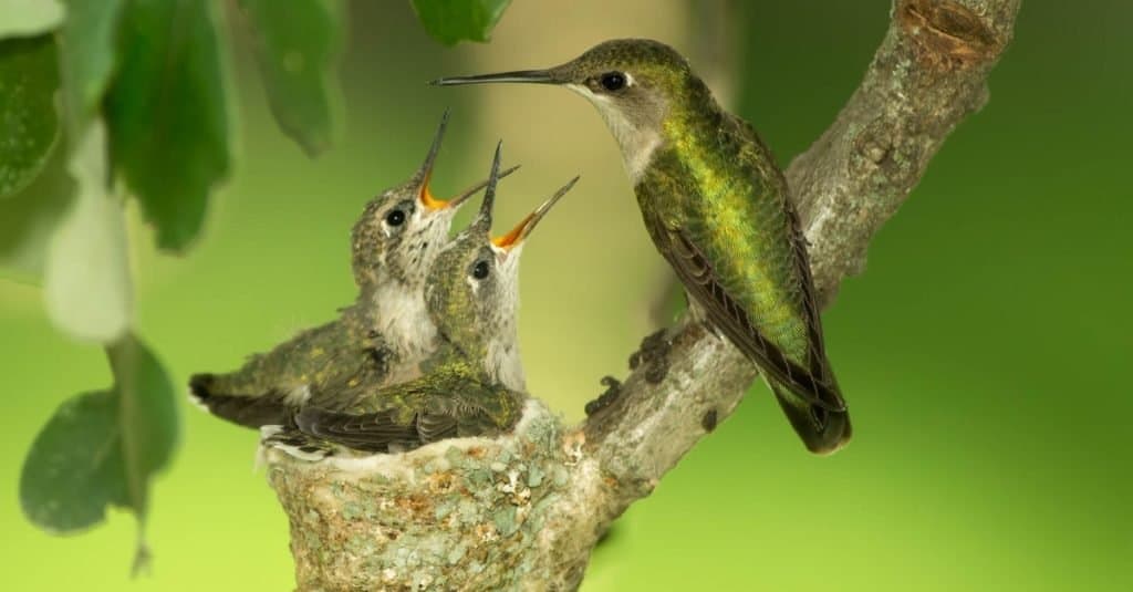 Colibrì femmina dal collare rubino che nutre i pulcini nel nido.