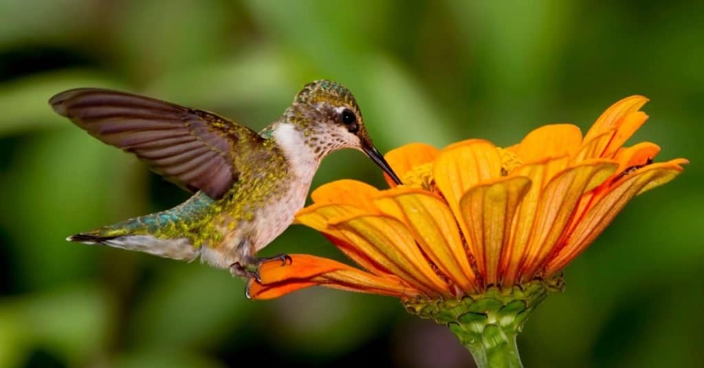 Colibrì gola di rubino che sorseggia il nettare da un fiore arancione.