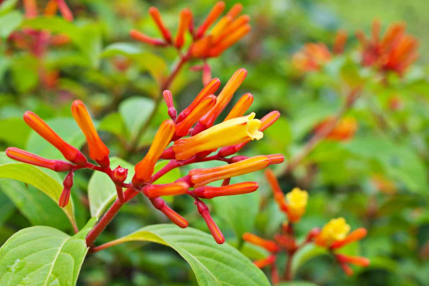 Primo piano di fiori arancioni Hamelia papilloma, Patterns patens Jacq, piante di Firebush Hummingbird Bush, Firebush compatto, Louisiana Nursery, Scarletbush, famiglia Rubiaceae, Hamelieae, HenriLouis Duhamel du 