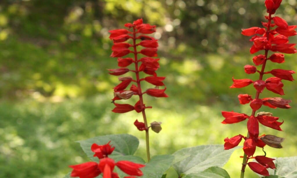 fiore cardinale