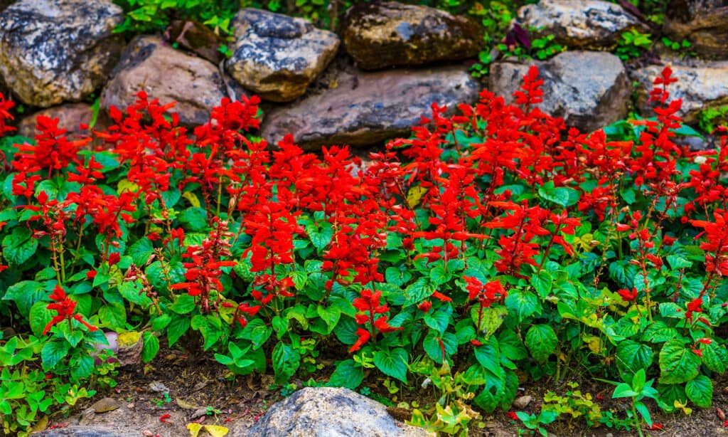 Salvia tropicale