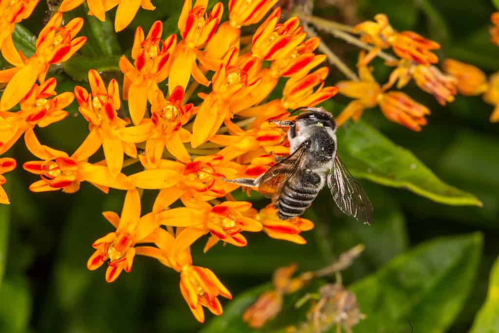 Ape tagliafoglie del Texas (Megachile texana) su Asclepias tuberosa