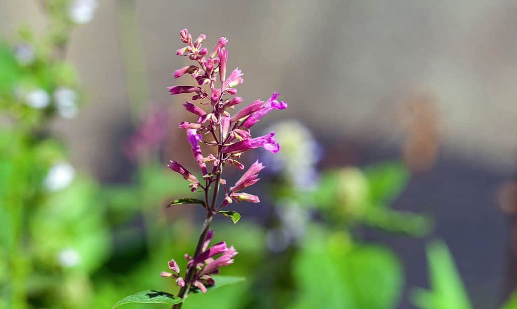 Agastache cana