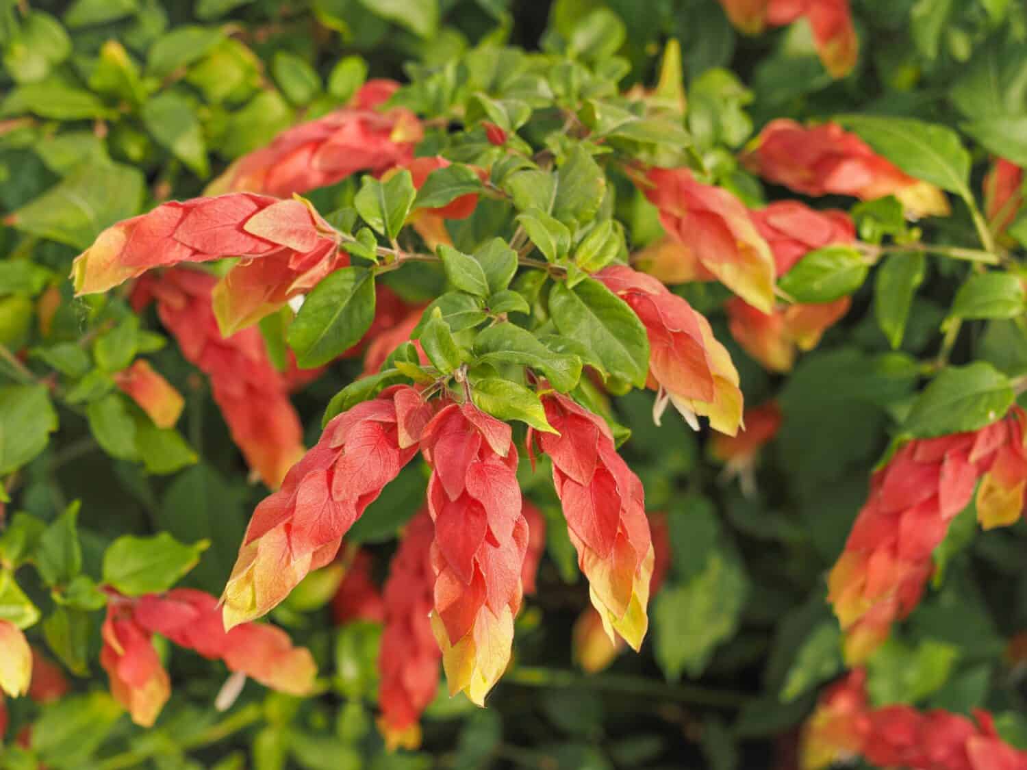 Pianta di gamberetti messicana, lunghe brattee colorate che assomigliano un po' a gamberetti e foglie verdi, primo piano. Justicia brandegeeana o False Hop è un arbusto sempreverde, pianta fiorita della famiglia delle Acanthaceae