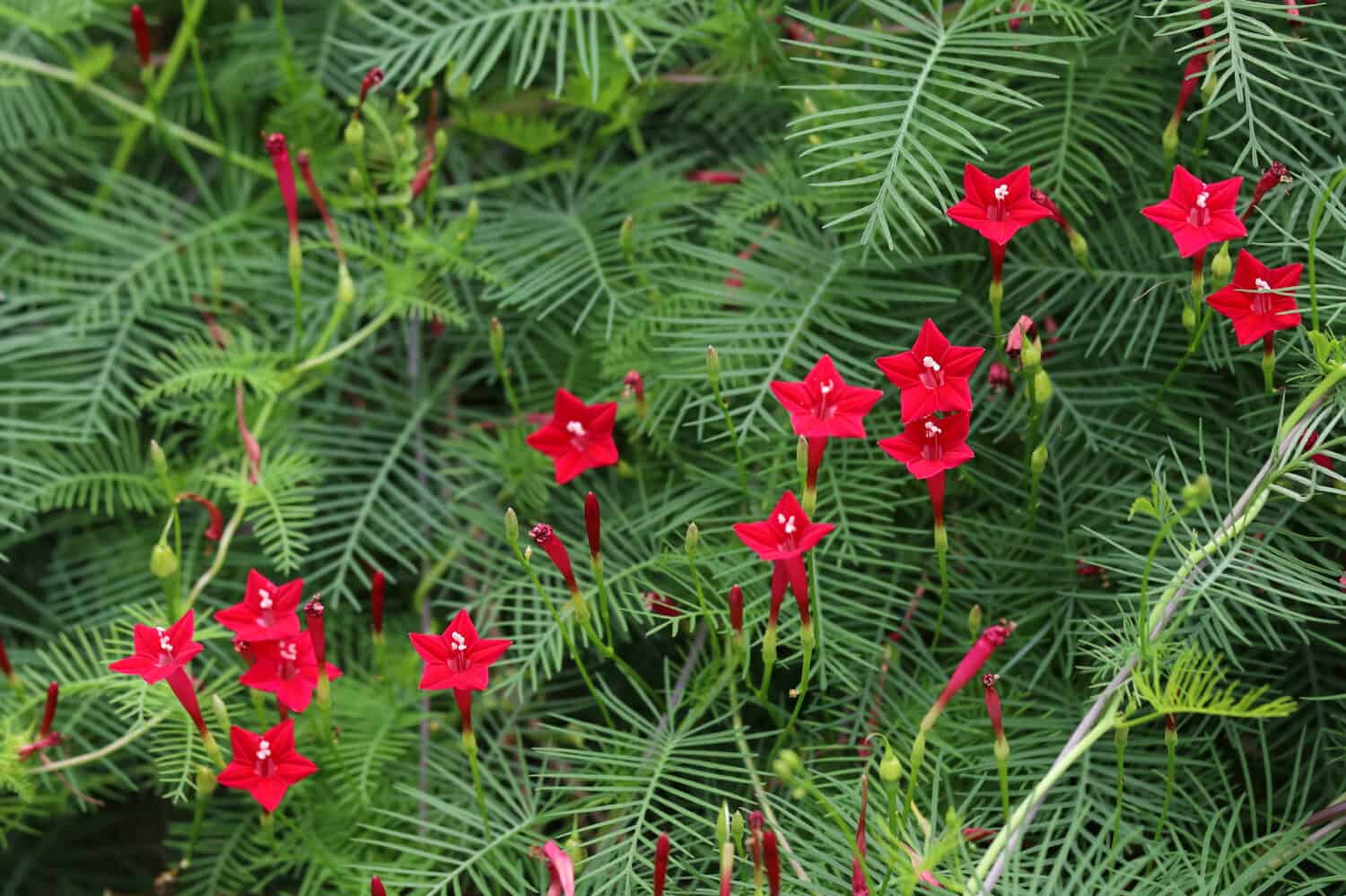 Bellissimo fiore di cipresso rosso o fiore di Ipomoea quamoclit