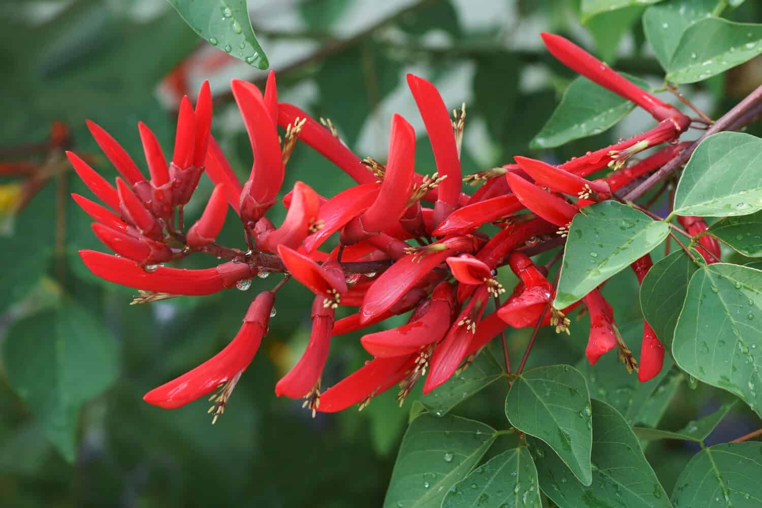 Albero del corallo (Erythrina x bidwillii). Chiamato anche albero del corallo arbustivo. Ibrido tra Erythrina herbacea e Erythrina crista-galli.