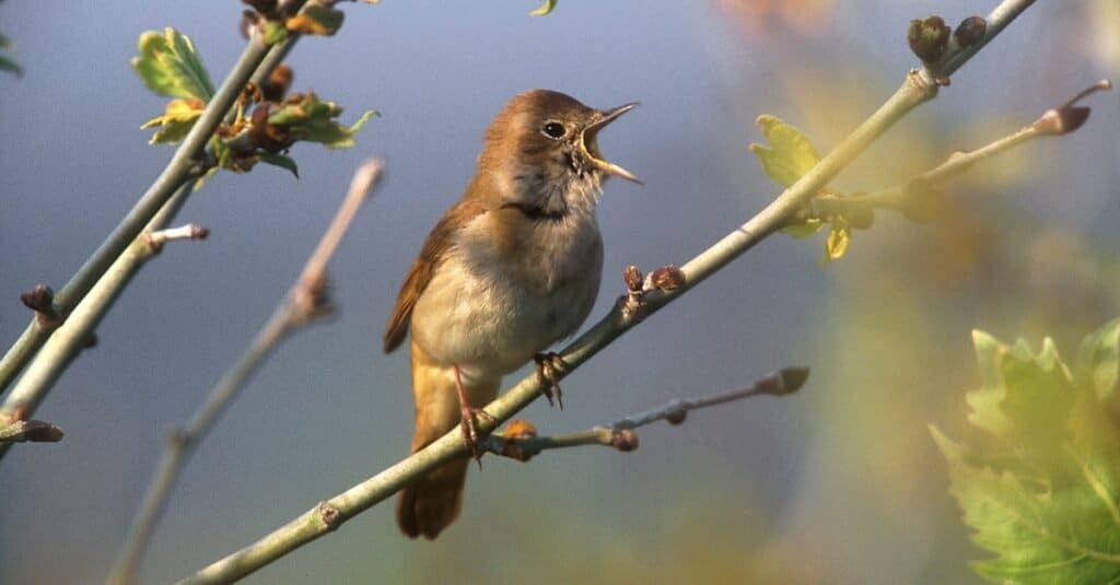 uccelli con canti bellissimi: usignolo