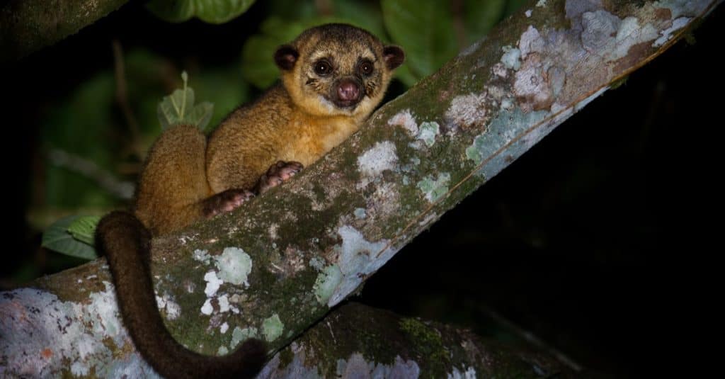 Kinkajou - Potos flavus, mammifero della foresta pluviale seduto su un albero.