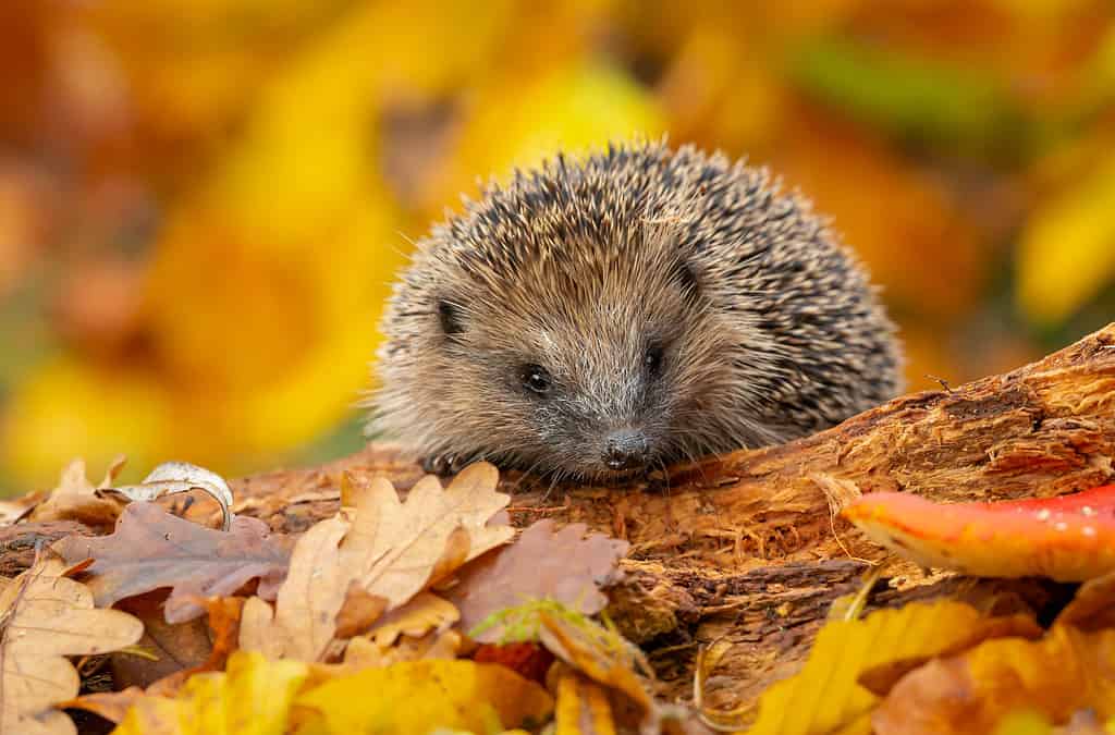 Riccio selvatico e autoctono che cerca cibo su un tronco caduto in autunno con foglie colorate arancioni e gialle