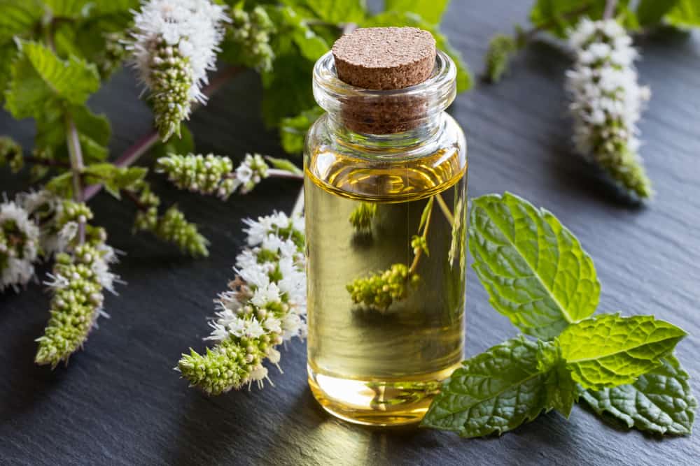 L'olio di menta piperita è un potente repellente naturale e un odore che i procioni non amano