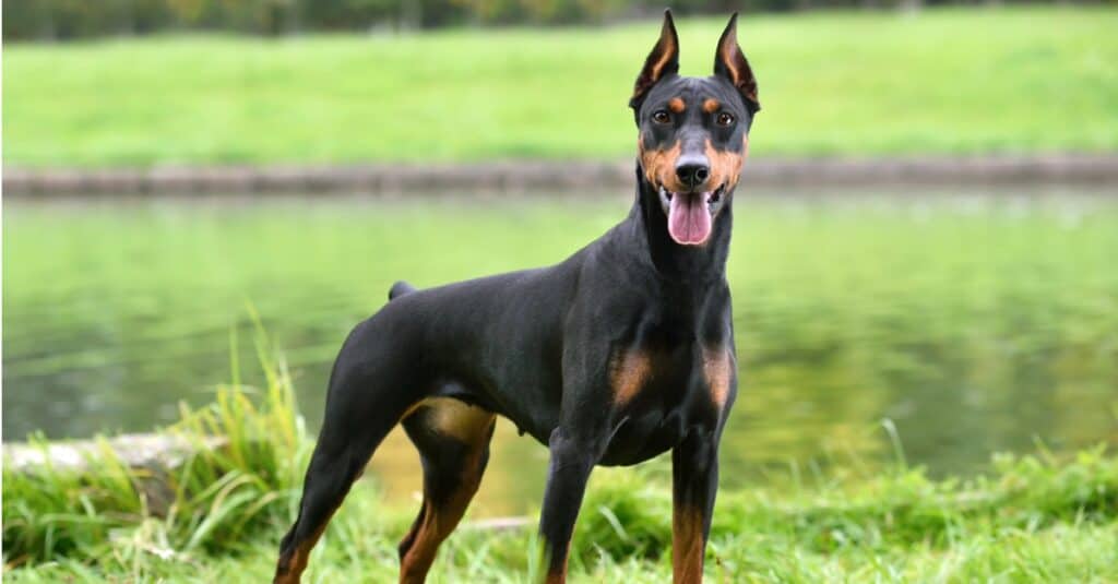 Doberman pinscher in piedi con le orecchie dritte