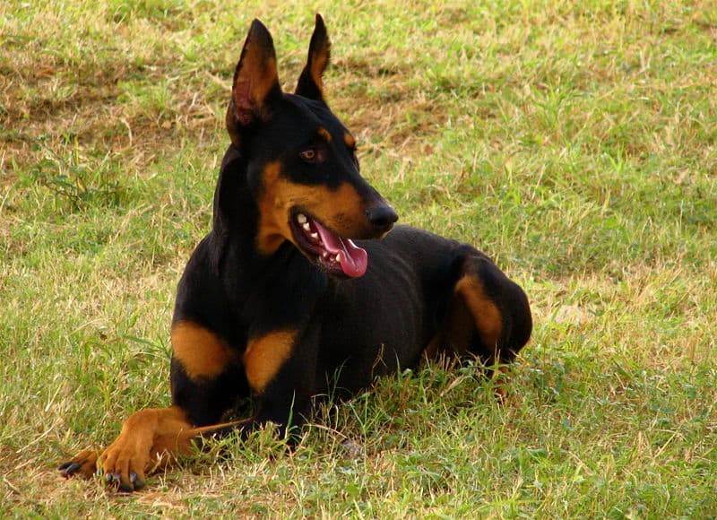 Una femmina di Doberman Pinscher sdraiata sull'erba