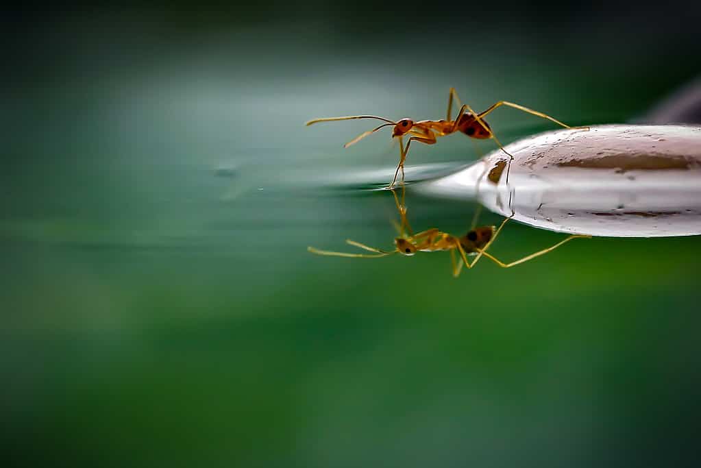 Una formica in piedi su una foglia beve acqua da uno stagno.