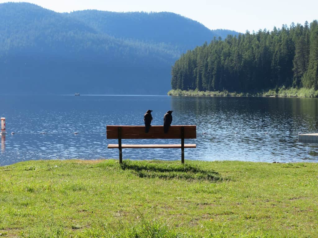 Corvi che si godono la vista del lago Tally