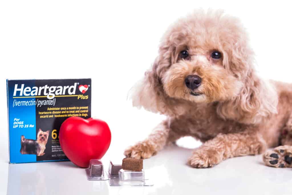 Cucciolo con Heartgard