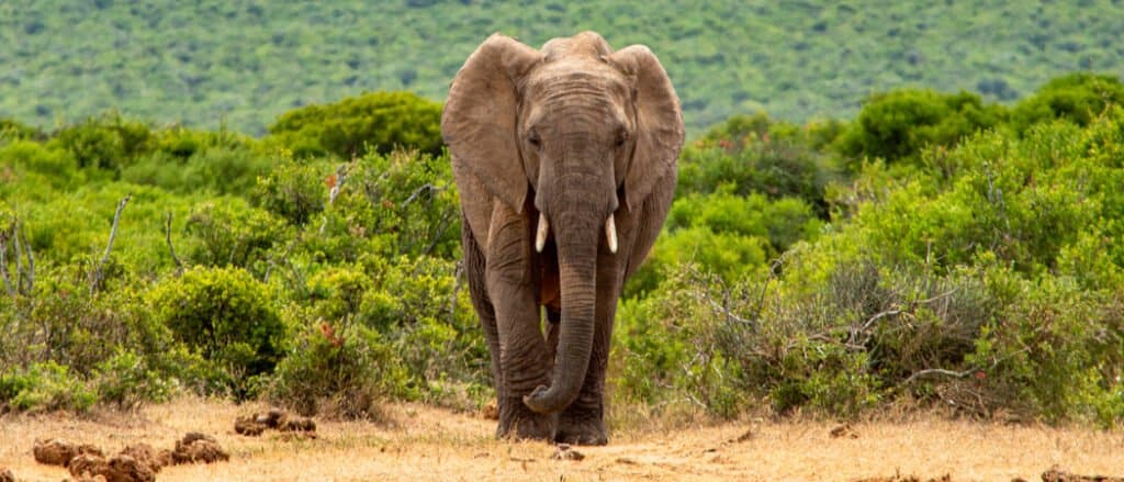 elefante che cammina lungo il sentiero